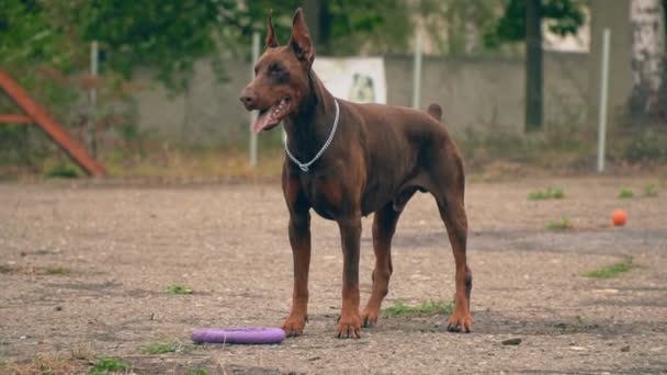 Dobermann-Hund spielt mit Gummiring — Stockvideo