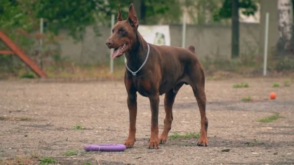 Doberman cão brinca com um anel de borracha — Vídeo de Stock