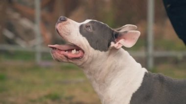 köpek yavrusu stafford sahada oynuyor.