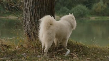 Samoyed köpek park