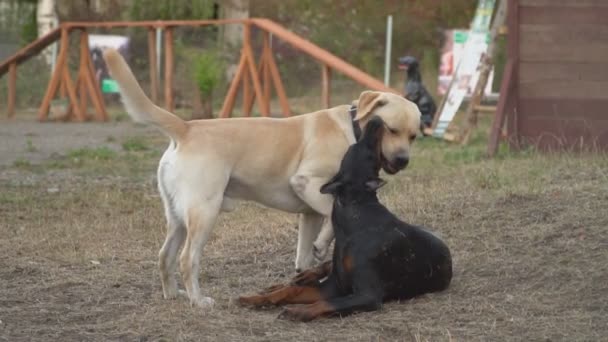 Dobermann und Labrador spielen — Stockvideo