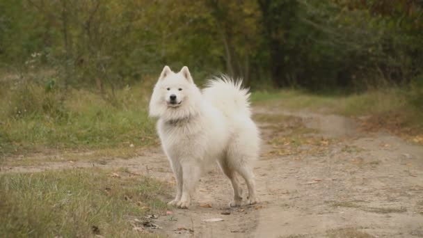 Samoyedo perro en parque — Vídeos de Stock