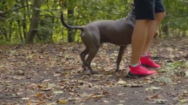 stafford köpek ırkları