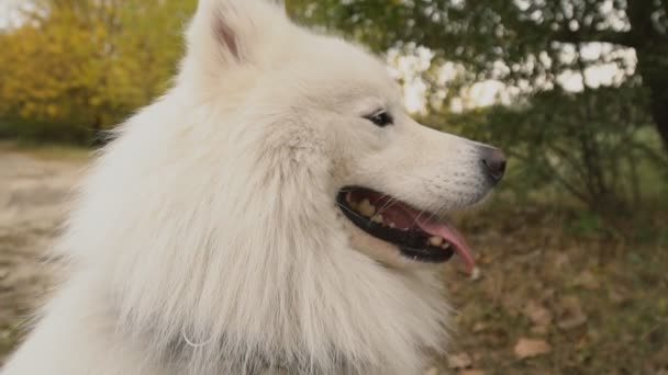 Samojedvalpar hund i parken — Stockvideo