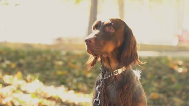 Chien epanol français dans le parc — Video