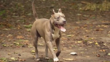 stafford köpek ırkları