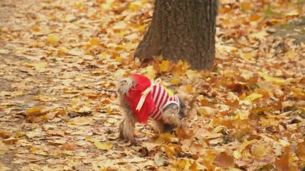 Pies rasy yorkshire terrier — Wideo stockowe