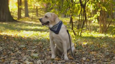 köpek doğurmak Labrador parkta bir yürüyüş üzerinde