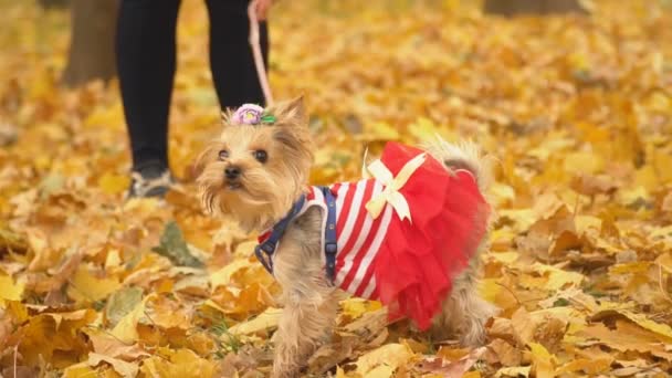 Raça de cão yorkshire terrier — Vídeo de Stock