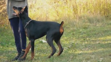 köpek doğurmak Doberman niteliğine