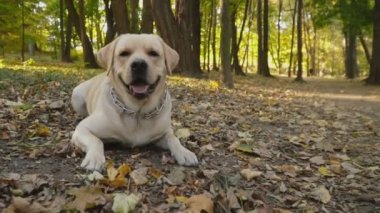 köpek doğurmak Labrador Park