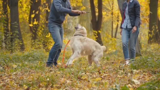 Pies rasy golden retriever — Wideo stockowe