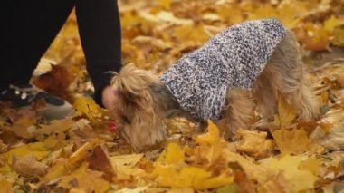 kız köpek doğurmak Yorkshire terrier beslemeleri