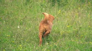 cins shar pei