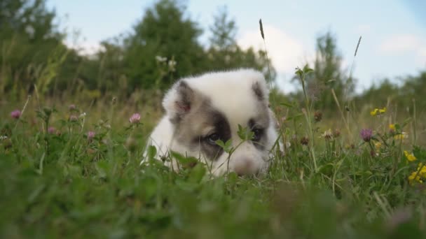 Puppy van het ras van de Alabai — Stockvideo