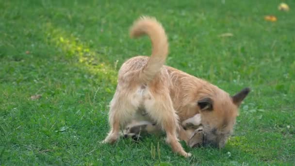 개와 고양이의 전투 — 비디오