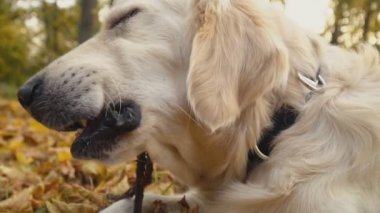 Köpek çiftleşmesi Golden Retriever