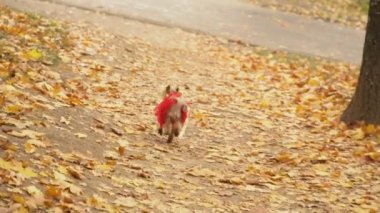 Köpek cinsi Yorkshire Teriyeri