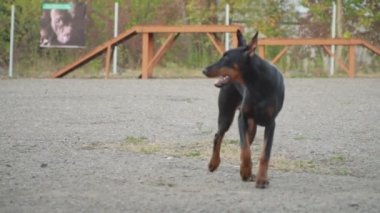 Doberman köpek oyun