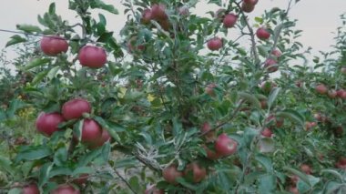 Kırmızı elma yakın çekim