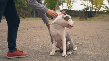 Bahçesi, Stafford köpek yavrusu