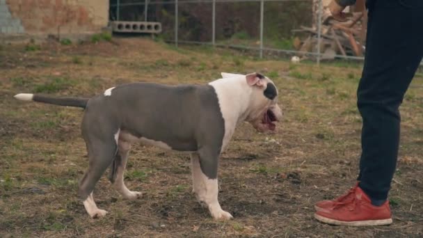 Cachorro stafford juega en la cancha — Vídeos de Stock