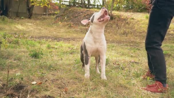 Puppy stafford joga na quadra — Vídeo de Stock