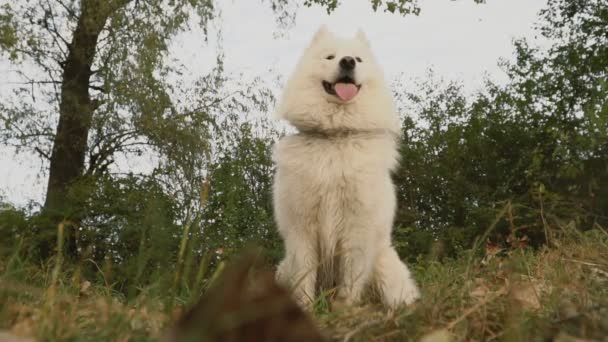 Samoyedo perro en parque — Vídeo de stock