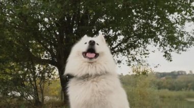 Samoyed köpek park