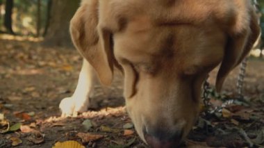 köpek doğurmak labrador altın renk