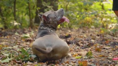 stafford köpek ırkları