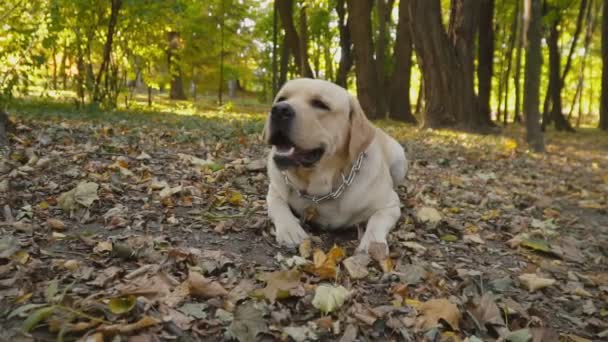 Raza de perro Labrador en el parque — Vídeo de stock