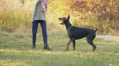 köpek doğurmak Doberman niteliğine