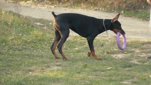 Race de chien Doberman sur la nature — Video
