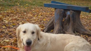 Köpek çiftleşmesi Golden Retriever
