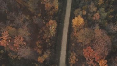 Sonbahar ormanında yol