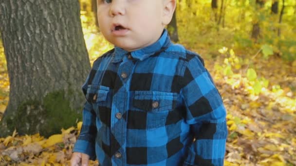 Niño pequeño en el bosque de otoño — Vídeos de Stock