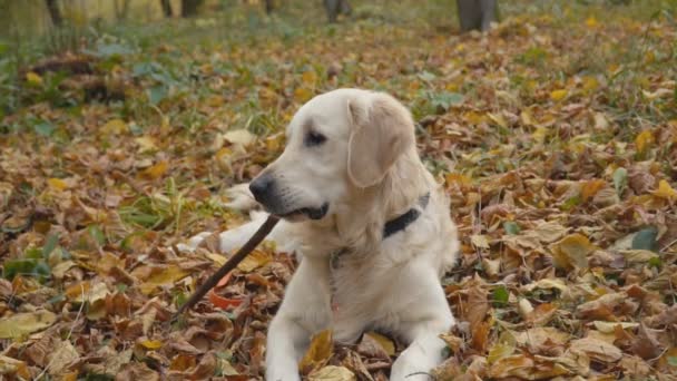 Dog breed Golden Retriever — Stock Video