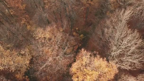 Herfst bos van een hoogte — Stockvideo