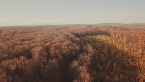 Bosque de otoño desde una altura — Vídeo de stock