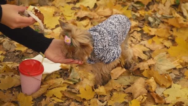 Chica alimenta perro crianza Yorkshire terrier — Vídeos de Stock