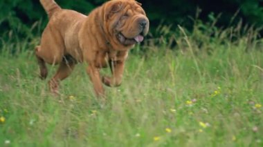 cins shar pei