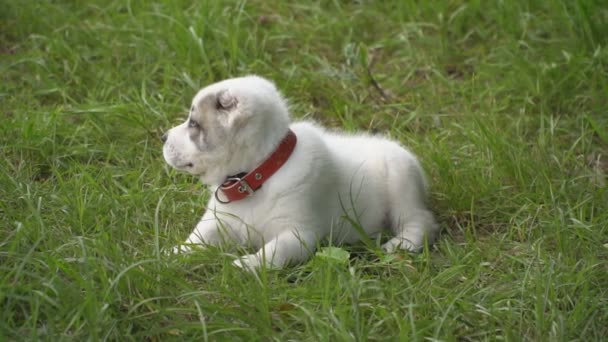性質の犬種ロットワイラーの子犬 — ストック動画