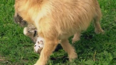 bir köpek ve kedi Savaşı