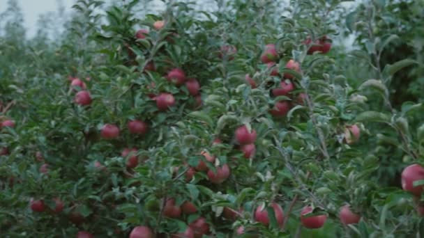 Rode appels close-up — Stockvideo