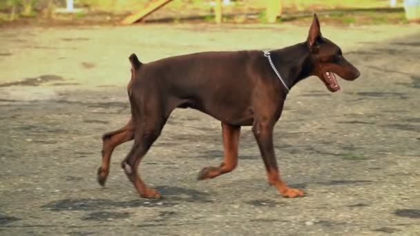Doberman perros en el parque infantil — Vídeos de Stock