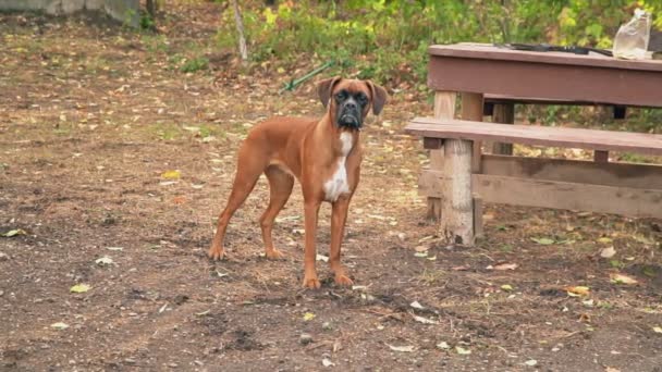 Brown boxer breed dog — Stock Video