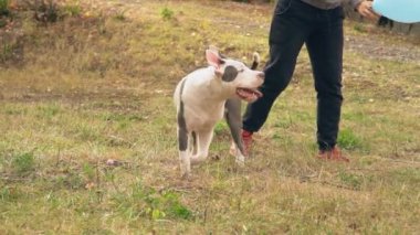 köpek yavrusu stafford sahada oynuyor.
