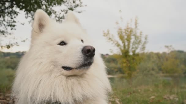 サモエド犬の公園 — ストック動画