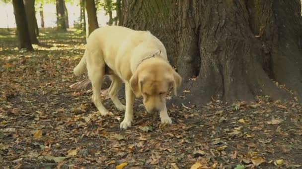Pies rasy labrador złoty kolor — Wideo stockowe